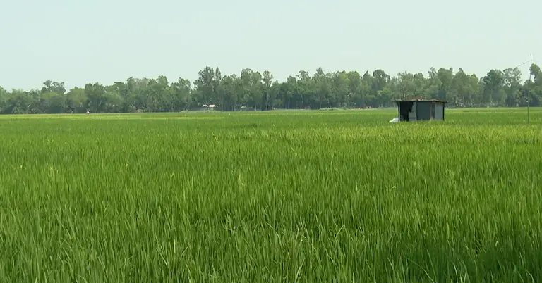 সিরাজগঞ্জের ফসলের খেত